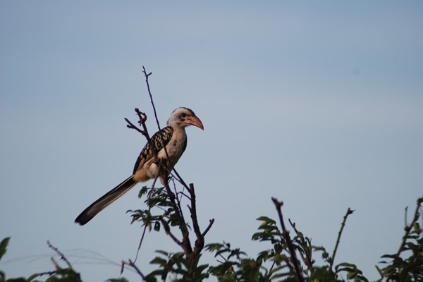 Lake Naivasha birdwatching Kenya safari