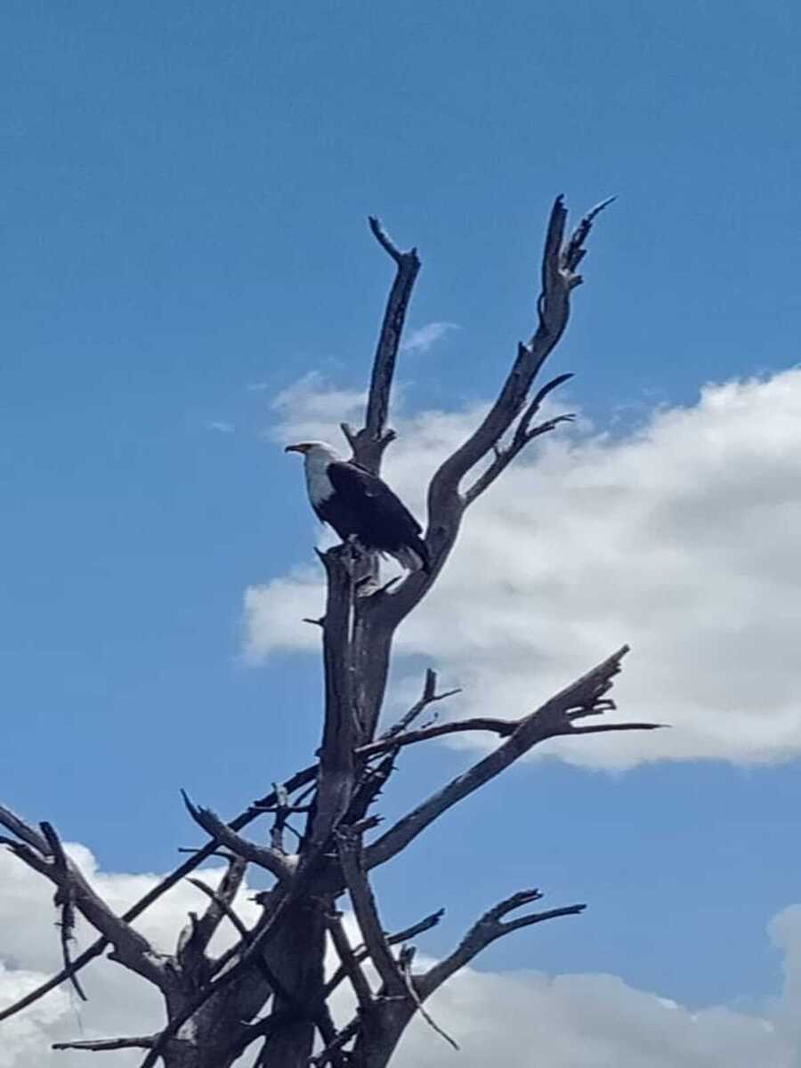 Lake Naivasha eagle - bird watching safari
