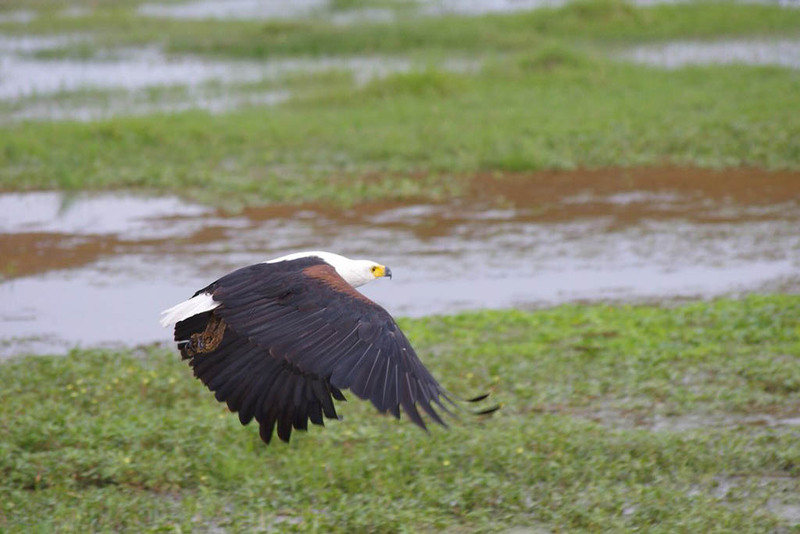 African fish eagle overlooking Lake Naivasha, Kenya