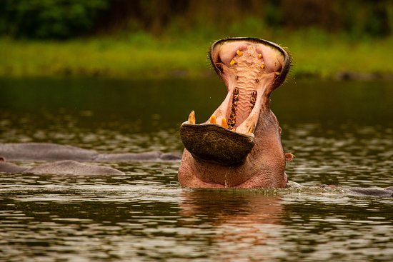 Hippopotamus in Lake Naivasha, Kenya, with mouth wide open while partially submerged in water