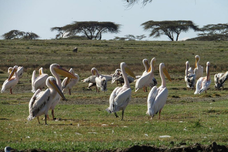Lake Nakuru white pelicans during bird watching safari