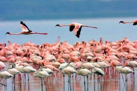 Flock of pink flamingos feeding along the shores of Lake Nakuru, Kenya