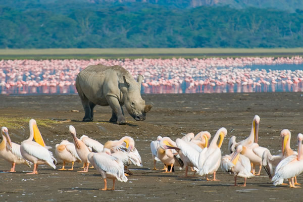 White rhinoceros with white pelicans along the shores of Lake Nakuru, Kenya