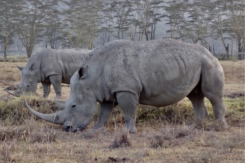 Lake Nakuru rhinos
