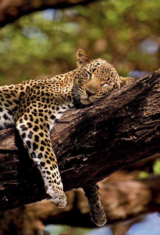Leopard resting on a tree branch during a Tanzania safari in Serengeti National Park
