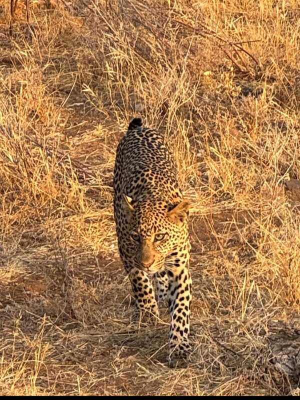 Masai Mara full day game drive Kenya safari adventure