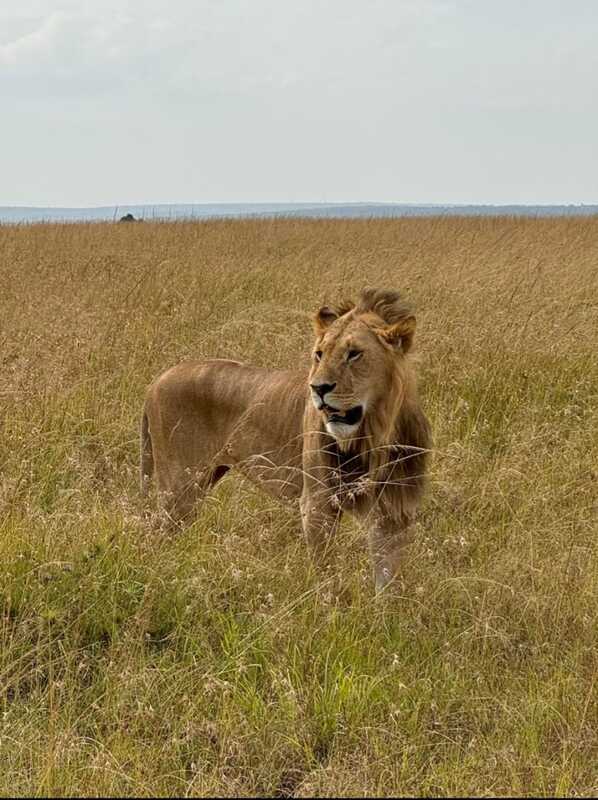 Masai Mara Lion - Big Five