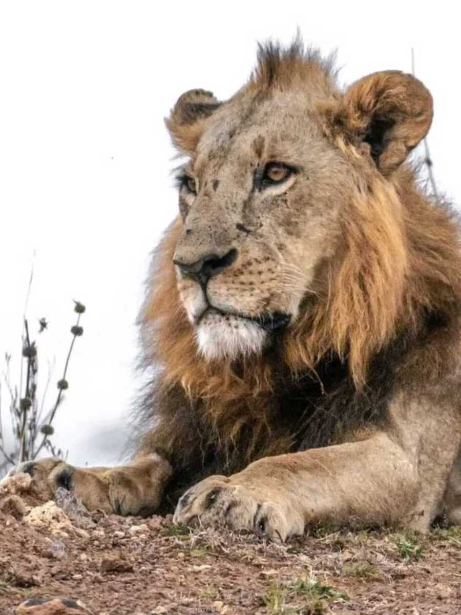 Kenya pride lion king - big five