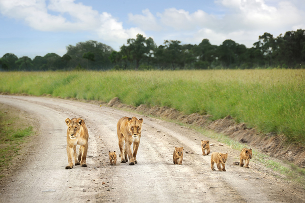 lions and their cubs - perfect photo