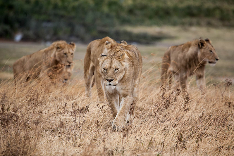 Lions hunting on the open savannah during a Tanzania safari in Serengeti National Park