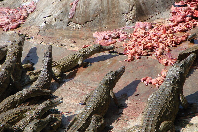 Mamba Village crocodile feeding time