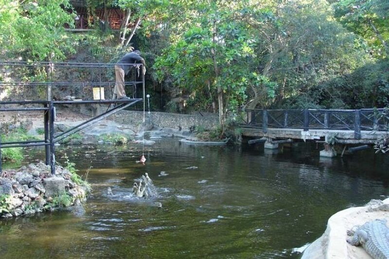 crocodile feeding using rope