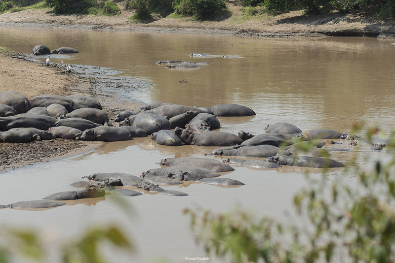Hippos at Mara River during 3 day Masai Mara adventure