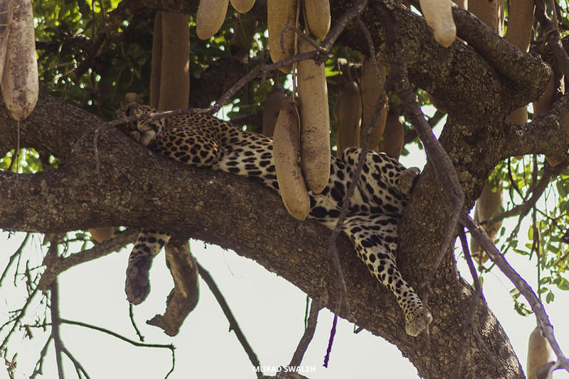 Maasai Mara leopard resting