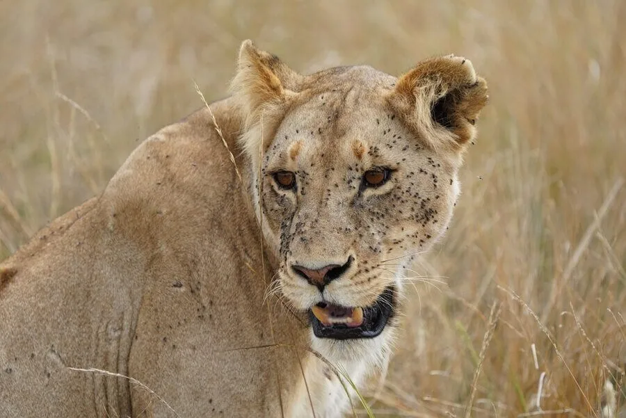 Maasai Mara lion spotted during 2 day Masai Mara safari from Nairobi