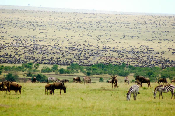 Wildebeest and zebras grazing on the open savannah during the Great Migration in Masai Mara National Reserve, Kenya