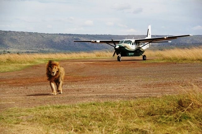 Lion walking across the Masai Mara airstrip in Kenya