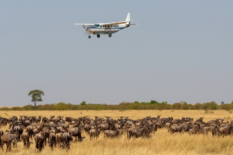 Wildbeest migration view from the sky