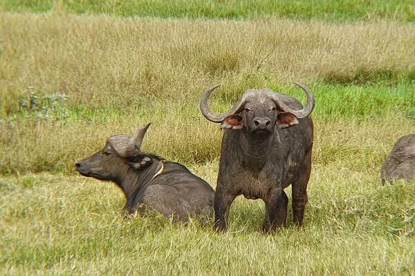 Masai Mara buffalos - Kenya big five adventures