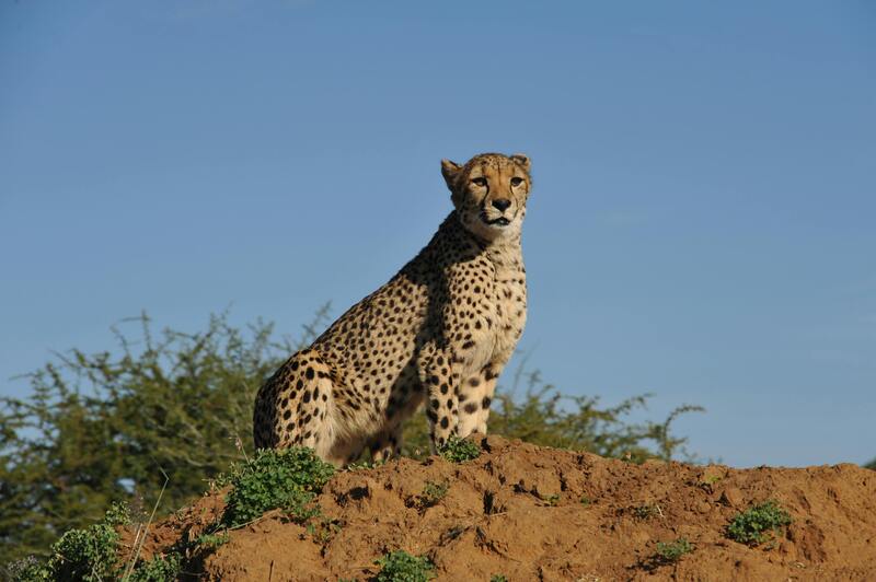 Cheetah perched on a hill overlooking the savannah in Masai Mara National Reserve, Kenya
