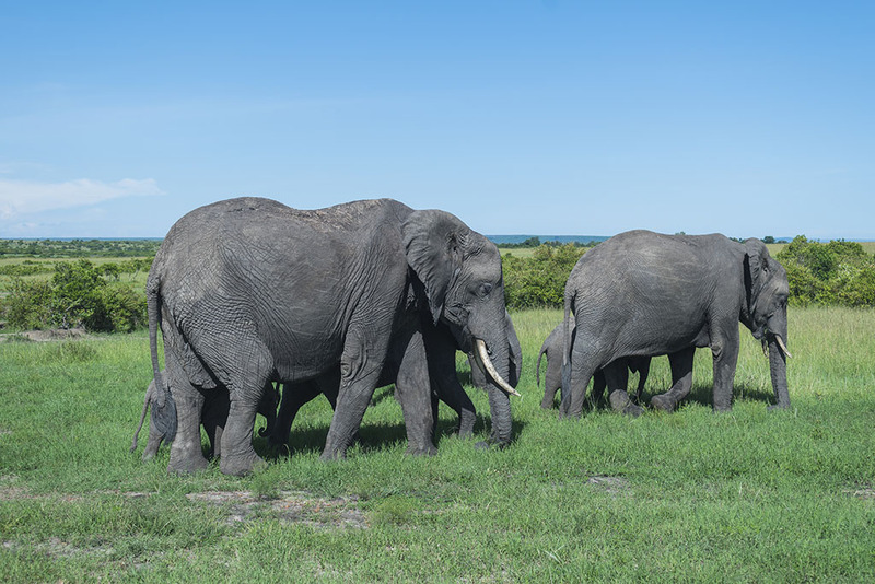 Masai Mara elephants