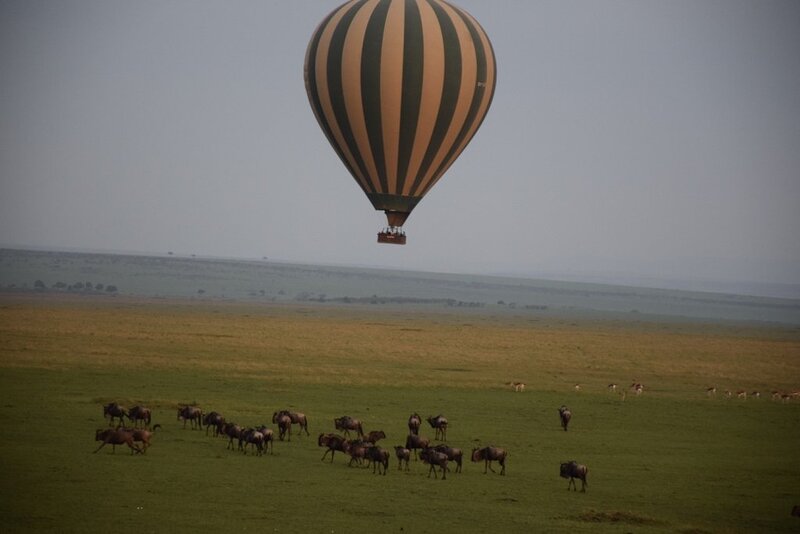 Aerial view of the Great Migration from a hot air balloon over Masai Mara National Reserve, Kenya