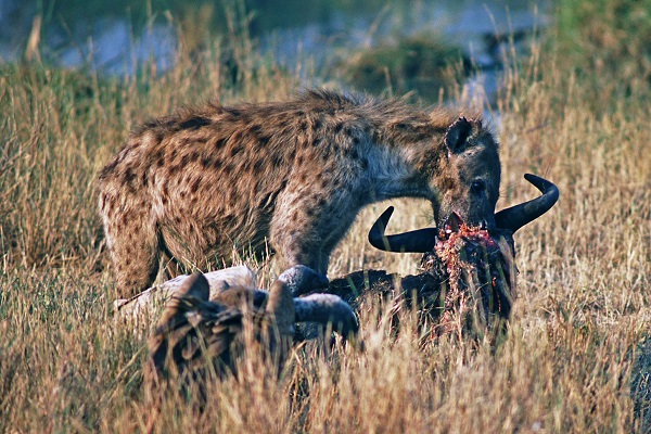 Spotted hyena feeding on a wildebeest carcass in Masai Mara National Reserve, Kenya
