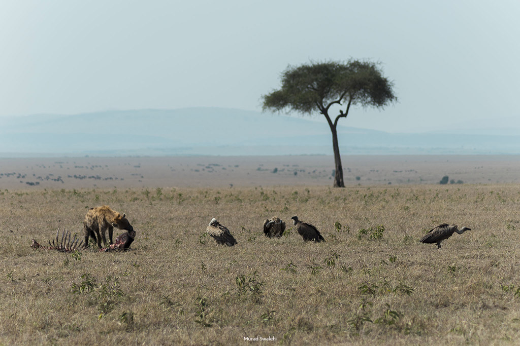 Maasai Mara hyena eating dead wildbeest