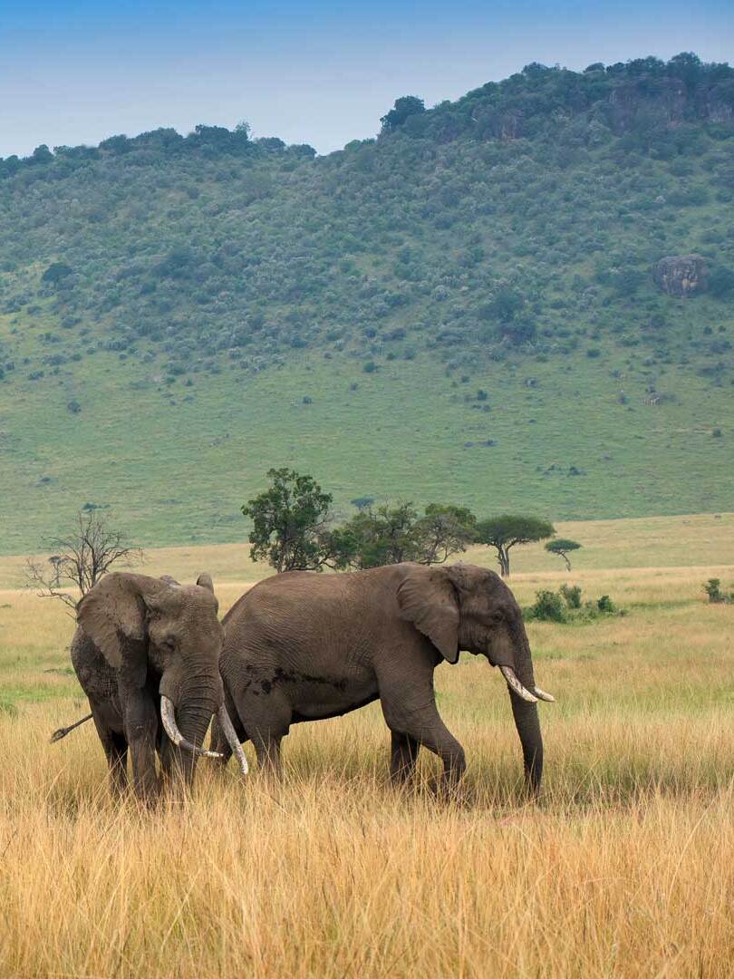 Masai Mara game drive safari