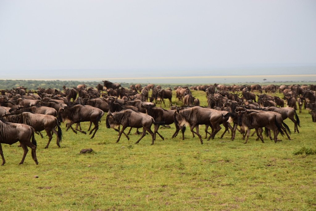 Masai Mara Wildbeest great migration experience