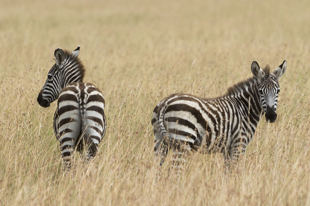 Plains zebra grazing on the golden savannah of Masai Mara National Reserve, Kenya