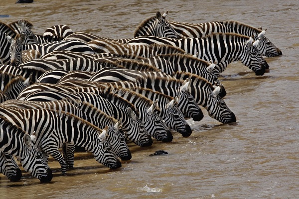 Herd of plains zebras drinking at the Mara River in Masai Mara National Reserve, Kenya