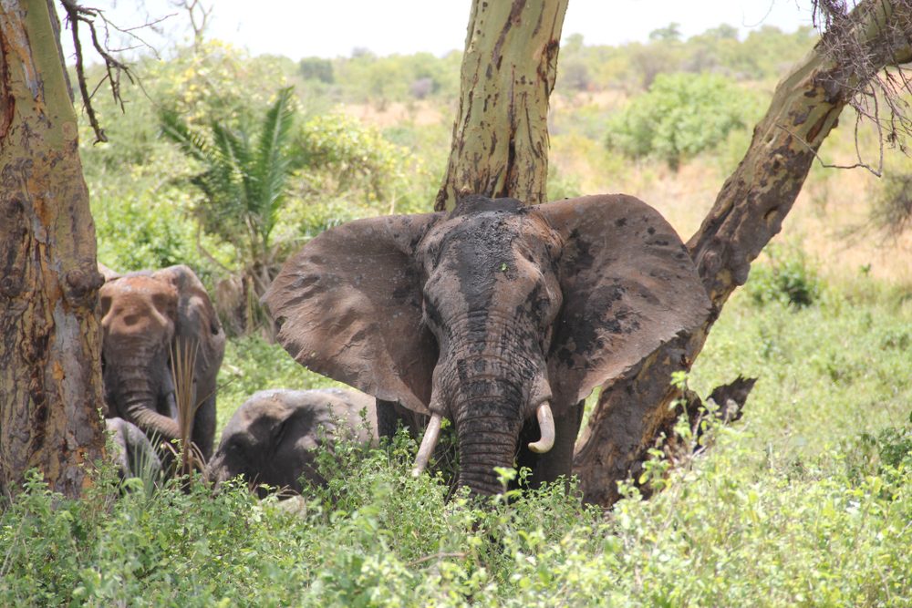 meru elephats on savannah bush