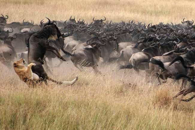 Lion catching a wildebeest during the Great Migration in Masai Mara National Reserve, Kenya