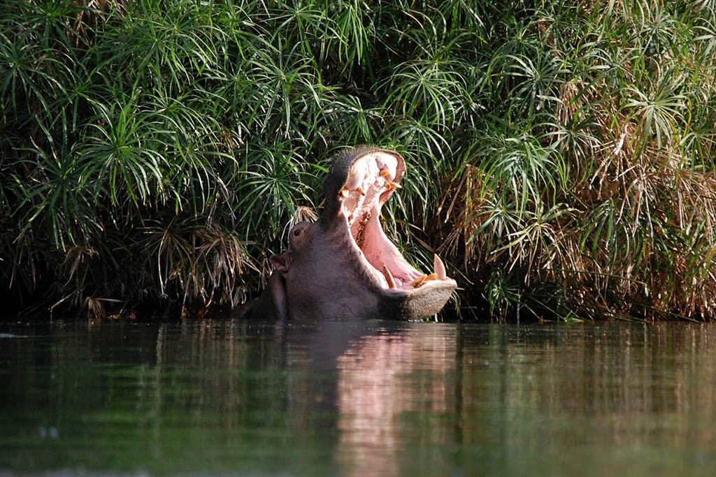 Hippos at Mzima Springs — Kenya safari wildlife encounter
