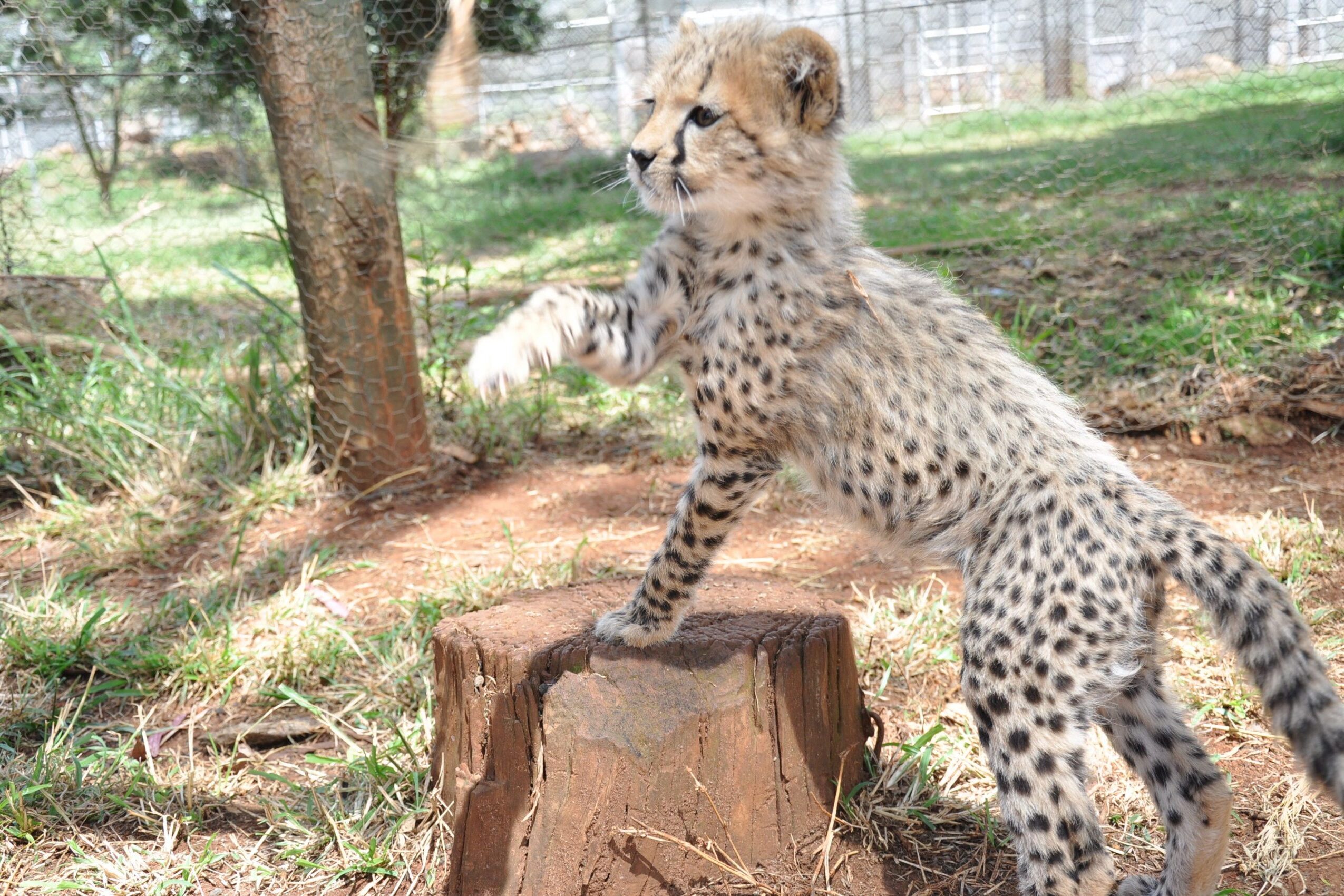 Cheetah at Nairobi Orphanage