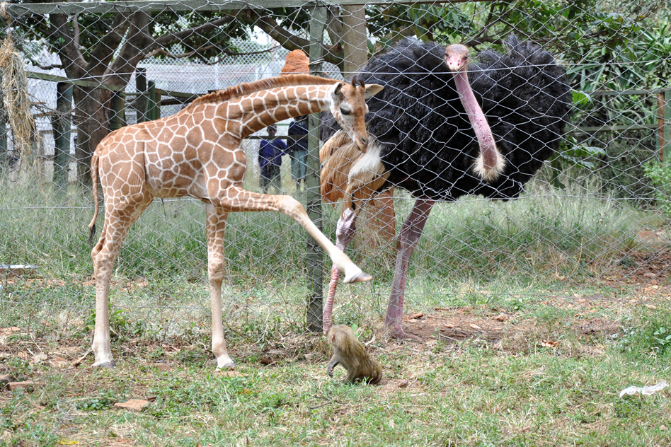 Wild animal viewing at Nairobi Orphanage - weekend getaway