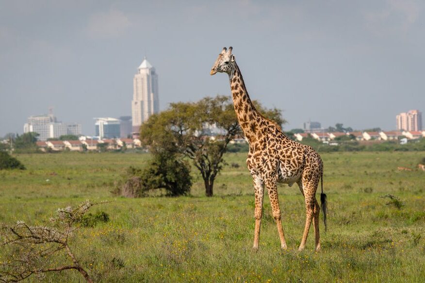 Nairobi National Park giraffe tour