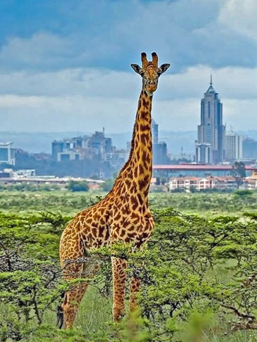 Nairobi National park giraffe tour