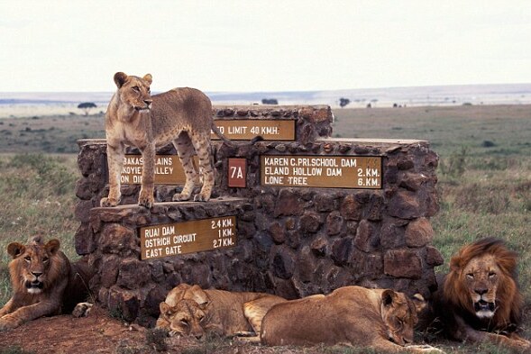 Lion at National National Park