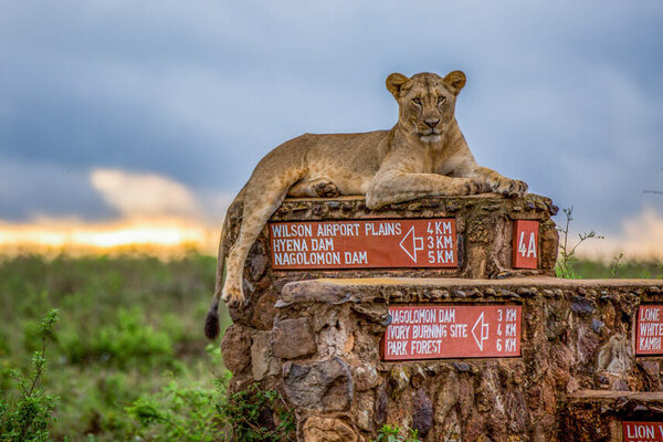 Nairobi National Park lions - day excursion