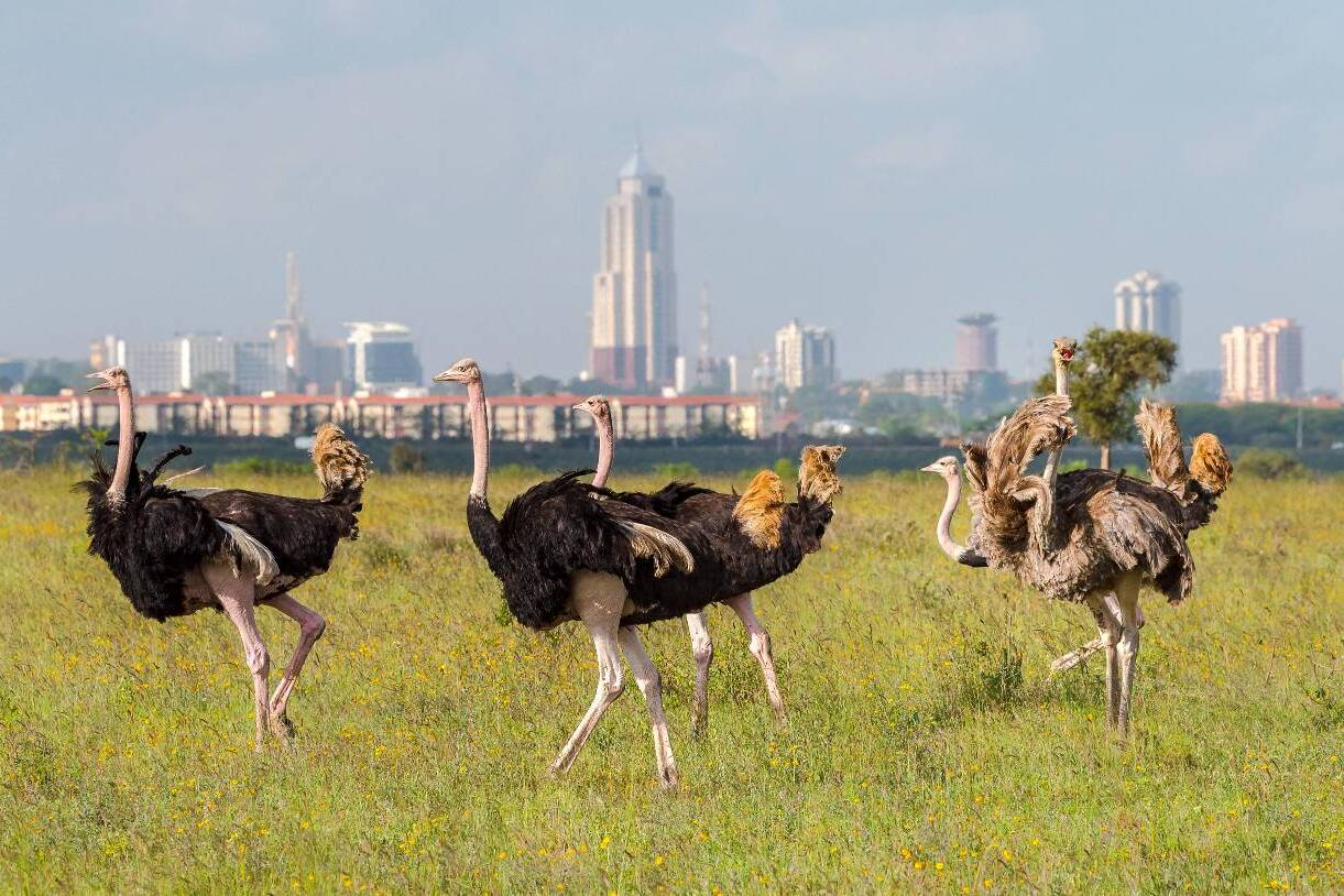 Nairobi Park ostreech