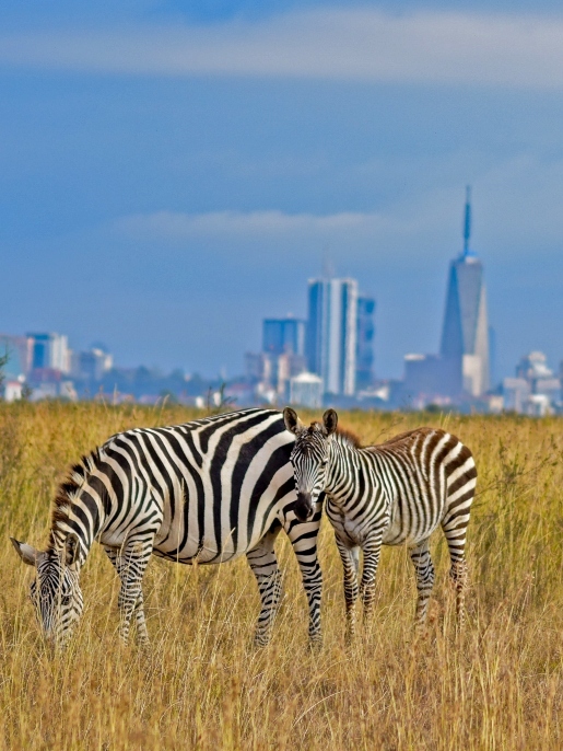 Zebras tour at Nairobi NP