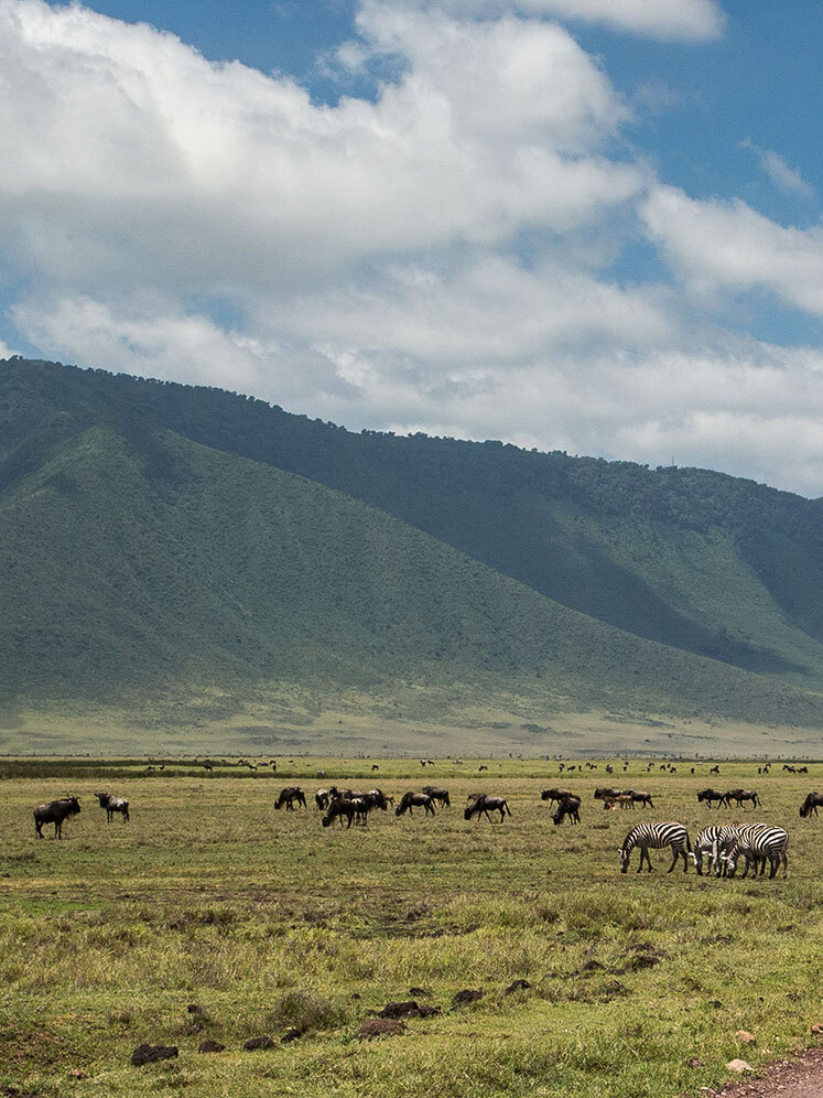 Ngorongoro game drive adventure - luxury safari
