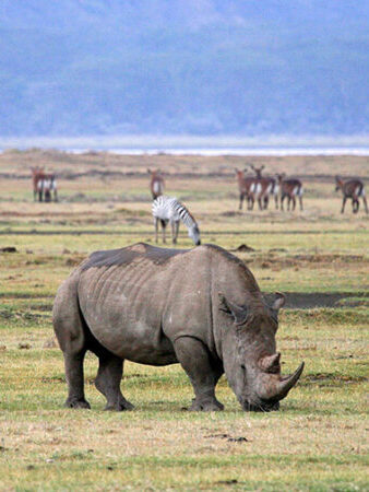 Spotting rhinos in Ngorongoro – Big Five safari experience