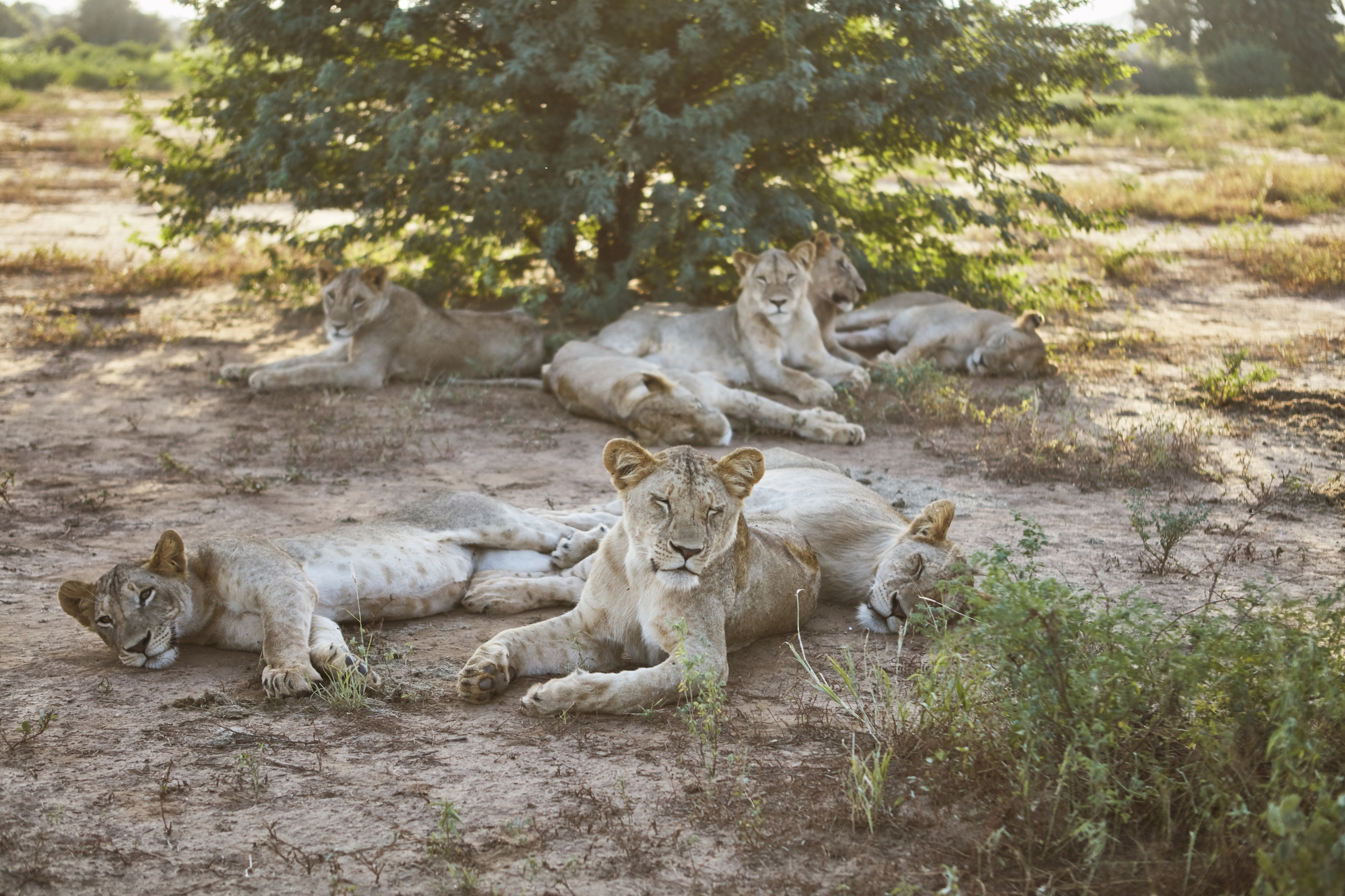 Pair of lions resting under acacia shade in Ngutuni Wildlife Conservancy, Kenya