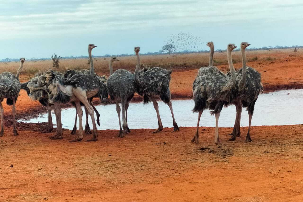 Tsavo East ostrich spotting during 2-day safari