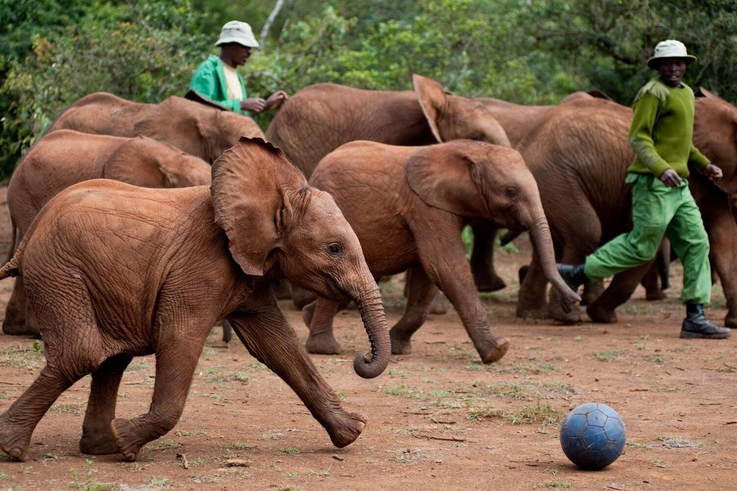 Sheldrick elephants playing football