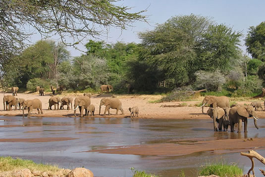 Elehants at Samburu National Park - Kenya Safari