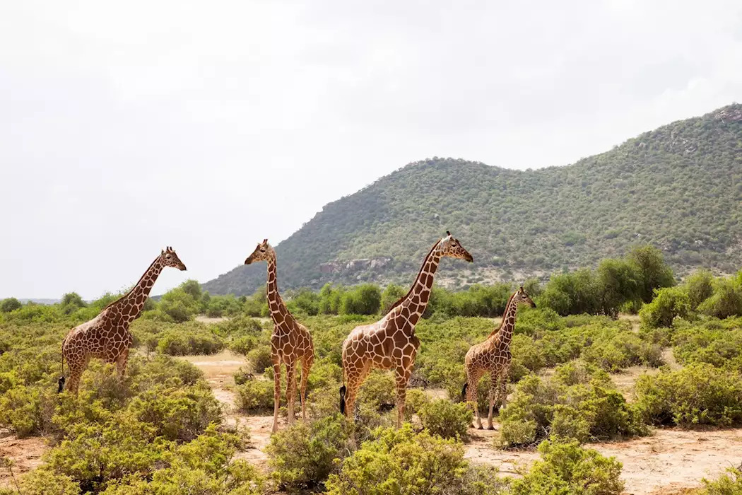 Samburu giraffe - 10 days Masai Mara safari